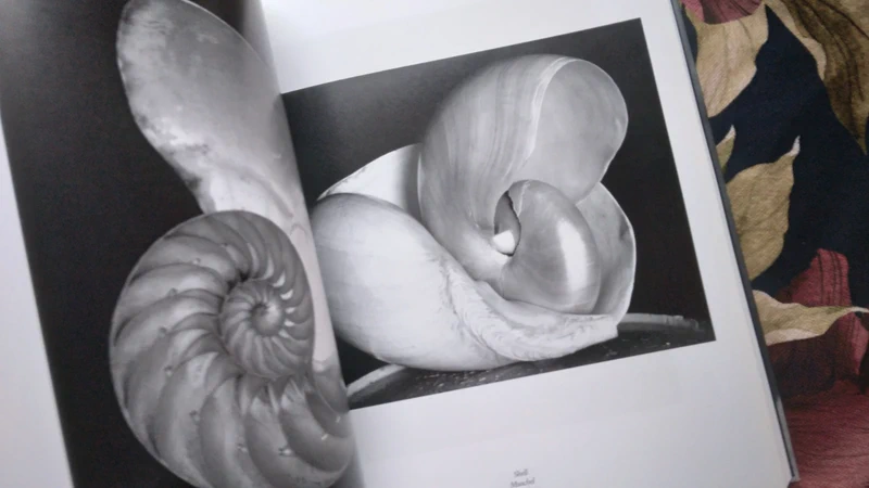 Edward Weston by Taschen, 2004 - Image 5